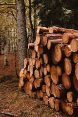 pile of firewood