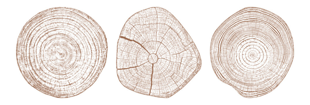 Set of wood stump with organic shape and ring cut vector illustration