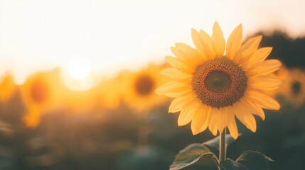 Obraz premium Golden sunflowers bloom beautifully as the sun rises, illuminating the field with a warm, glowing sky