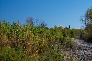 grass in the field