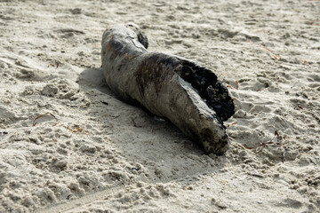 A weathered log rests on the sandy beach under the bright sunlight on a peaceful day by the coast