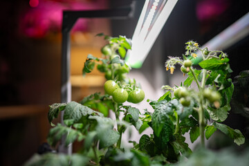 Homegrown tomato cherry under phyto lamp on windowsill at home, making up for lack of real daylight and sunlight. LED grow lamp for supplementary lighting of indoor plant in winter season in apartment