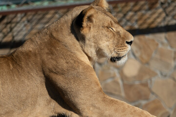 Lioness, Zoo, Resting - A lioness rests peacefully at the zoo.