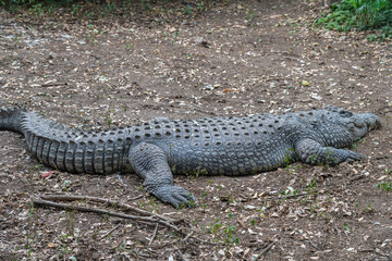 A large black crocodile is laying on the ground, Lake Manyara Park, Tanzania