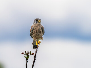 Common kestrel on a branch
