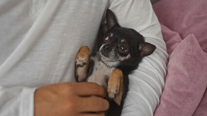 An adult man gently holding a chihuahua dog indoors in a living room, providing a cozy and intimate indoor scene with their pet.