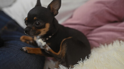 A man gently holds his chihuahua dog on his lap in a cozy living room filled with soft pillows and warm lighting.