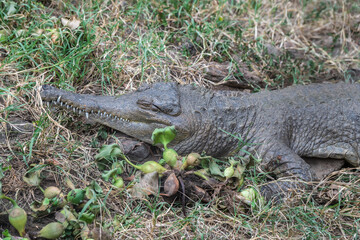 A large black crocodile is laying on the ground, Lake Manyara Park, Tanzania