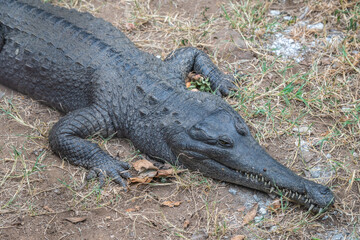 A large black crocodile is laying on the ground, Lake Manyara Park, Tanzania