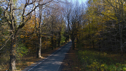 Autumn trees stand along a mountain road. Autumn landscape. Poland