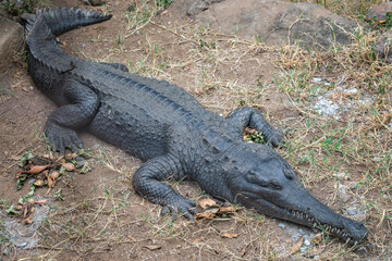 A large black crocodile is laying on the ground, Lake Manyara Park, Tanzania