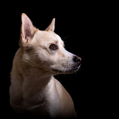 Light Dog on Dark Background