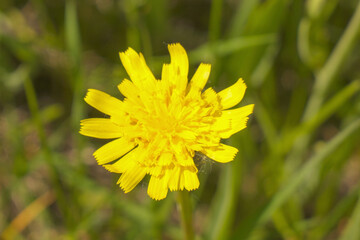 A clearing of bright yellow flowers in a green meadow