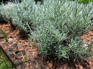 Close up of rosemary herbal plant