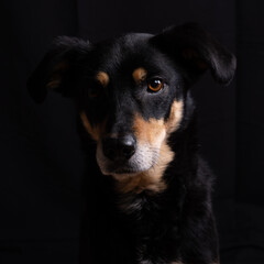 Dark Dog on Dark Background in Low-Key Style