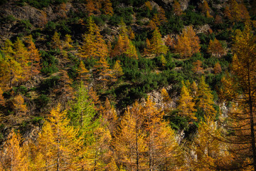 Meraviglioso bosco autunnale