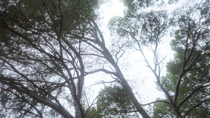 Canopy view of pinus halepensis trees in mallorca, balearic islands, illustrating dense branches and clear sky beyond