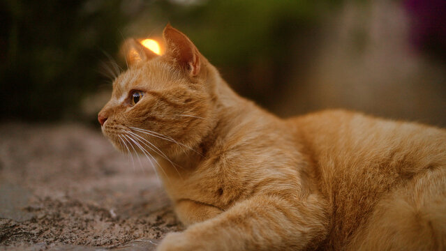 Ginger cat lying outdoors gazing into the distance in a serene garden setting during golden hour lighting.