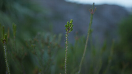 A close-up of green plant stems outdoors, featuring blurred natural background, showcasing outdoor greenery in a serene nature setting.