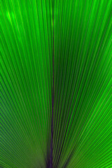 Obraz premium Abstract closeup of large ribbed green leaves for use as a background texture