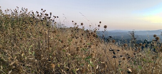 reeds at sunset