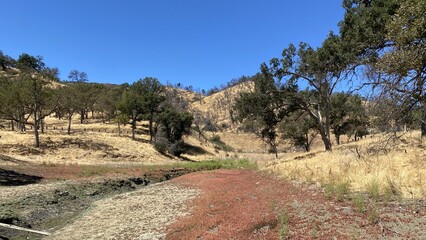 trees in region country