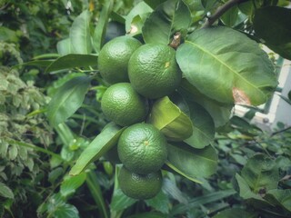 Lime and leavs on tree