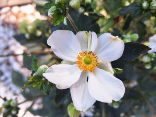 Close-up of a white eriocapitella or anemonoides flower.