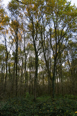 Fototapeta premium Trees in the autumn forest. Autumn trees in the forest.
