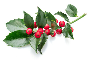 European holly or ilex branch with berries isolated on white background.
