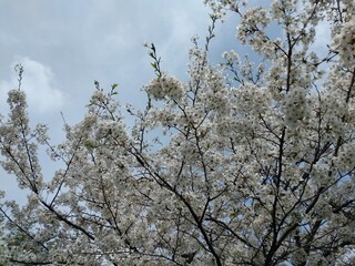 青空に映える公園の桜