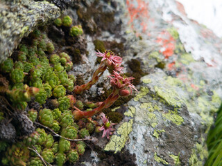 Close-up of beautiful pink flowers Sempervivum montanum or Houseleeks growing in the mountain meadow.