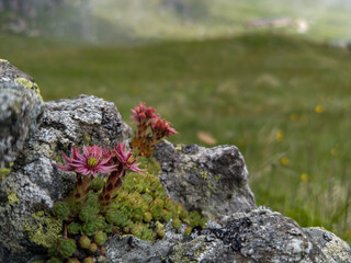 Close-up of beautiful pink flowers Sempervivum montanum or Houseleeks growing in the mountain meadow.