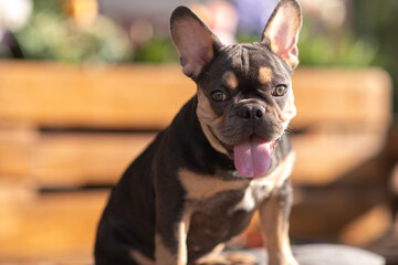 Fototapeta premium Portrait of a beautiful French bulldog in the park in summer.