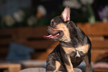 Portrait of a beautiful French bulldog in the park in summer.