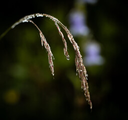 dew drops at a plant. water drops on a blades of grass. White Hoar Frost on Green Leaves in spring. selective focus