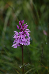 Spotted Orchid (Dactylorhiza maculata) flowering on a meadow