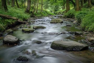 Obraz premium river in the forest