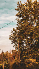 trees in the morning