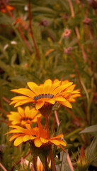 butterfly on flower