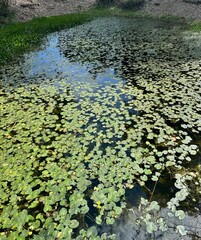 Lily pads on pond