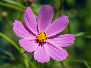 Fototapeta premium Closeup view of colorful pink with golden yellow heart cosmos bipinnatus flower aka garden cosmos or Mexican aster on green natural background