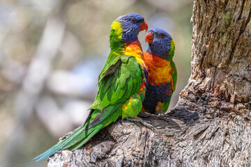 Australian Rainbow Lorikeet pair perched on tree branch