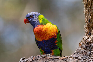 Australian Rainbow Lorikeet perched on tree branch