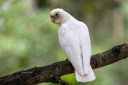 Australian Little Corella perched on tree branch
