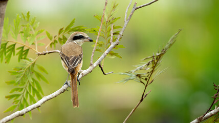 Brown shrike.