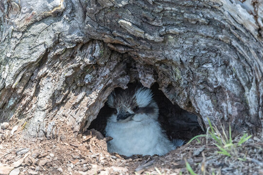 Australian Laughing Kookaburra in a rare nesting situation at ground level beneath a large gum tree