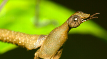 Sick Insect, Bug Sticks, Phasmida, Tropical Rainforest, Napo River Basin, Amazonia, Ecuador, America