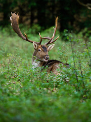 Naklejka premium Daniel 