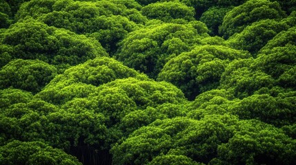 Lush Green Forests of the Sundarbans